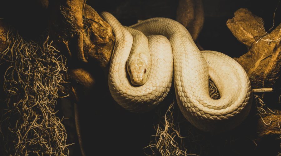 Schlange als Haustier: Woran sollte man denken